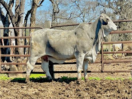 2DP LADY MONTANA BALO 15/0