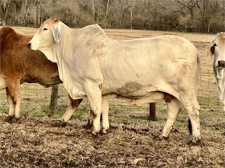 2DP LADY HADLEY BALO 10/0