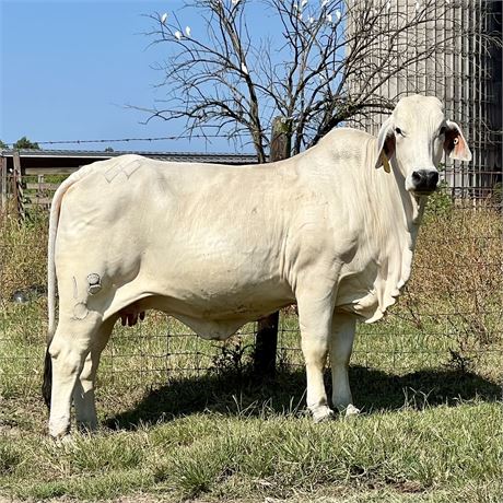 2DP LADY LOU BALO 18/0