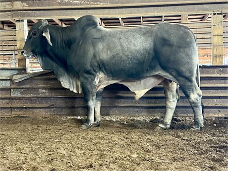 BRC TOMBSTONE 245