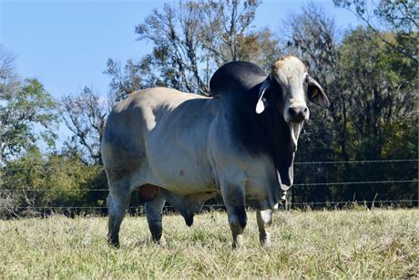 MR. V8 739/7 “CHIVALRY” (2 UNITS SEXED)