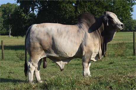 RLB MR. JUICE 316