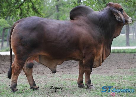 +WINCHESTER MAGNUM 999 (1UNIT SEXED SEMEN)