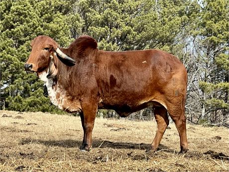 JWD MISS ADALIDA GYR 2/18