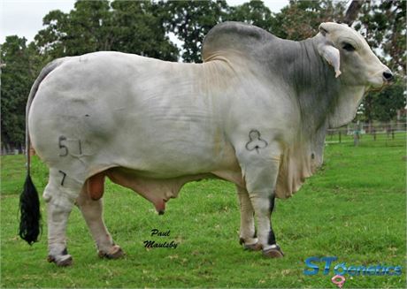 +JDH SIR SHANK MANSO 51/7 (1 UNIT SEMEN)