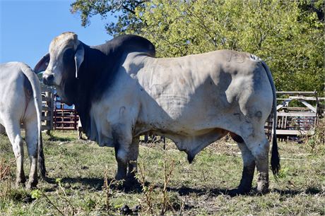 MR. V8 739/7 “CHIVALRY” (2 Units Sexed)