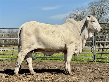 2DP LADY KARU BALO 1/0