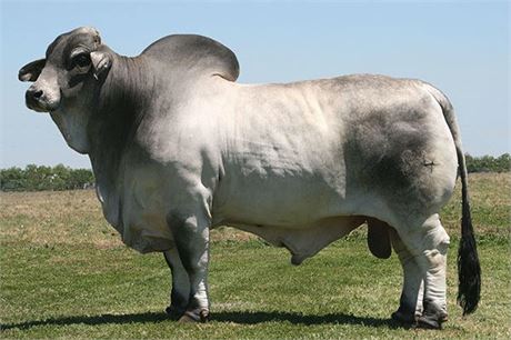 + MR H MADDOX MANSO 684 (1 UNIT SEMEN)