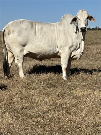 MORENO MS. LADY POLLED PICASA (P)