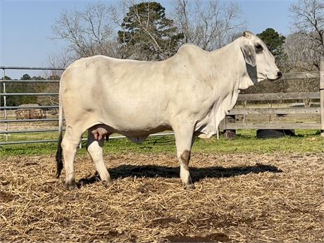 2DP LADY DAKOTA BALO 5/0 (Pair)