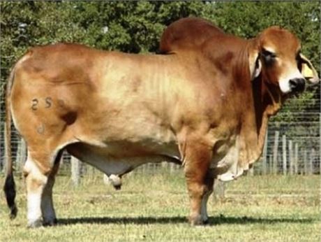MR. HCC 525/6 (P) “POLLED POWER” SEMEN - TWO STRAW PACKAGE