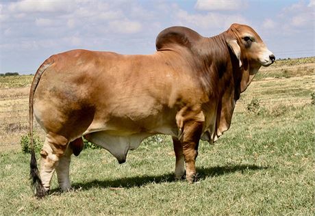 LMC LN POLLED PAPPO x RLB MISS 333