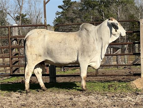 2DP LADY RILEY BALO 17/0 (P)